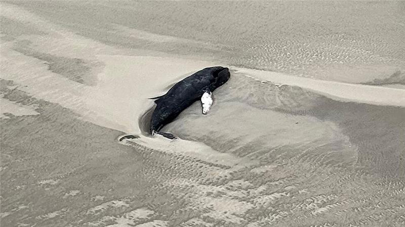 Der tote Buckelwal liegt im Sand in einer Senke.