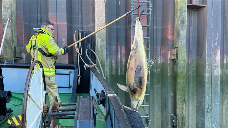 Der tote Schweinswal wird an der Kaimauer hochgezogen.