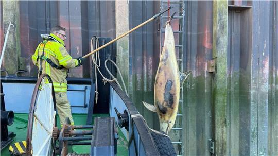 Der tote Schweinswal wird an der Kaimauer hochgezogen.
