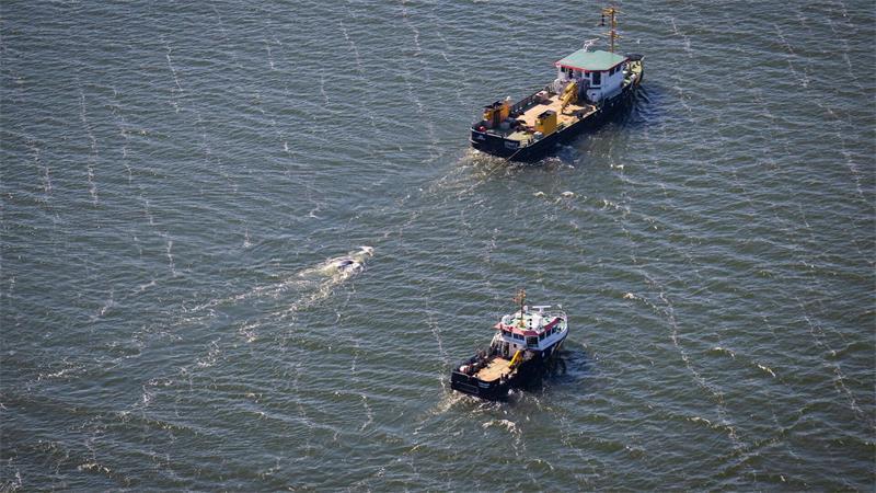 Toter Buckelwal vom Greifswalder Bodden wird heute obduziert Der tote Wal im Greifswalder Bodden wird von einem Schiff abgeschleppt.
