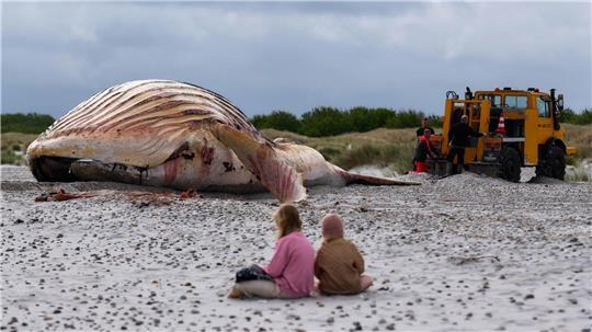 Der tote Wal liegt am Strand der dänischen Insel Anholt, nachdem er aus dem Wasser gezogen wurde.