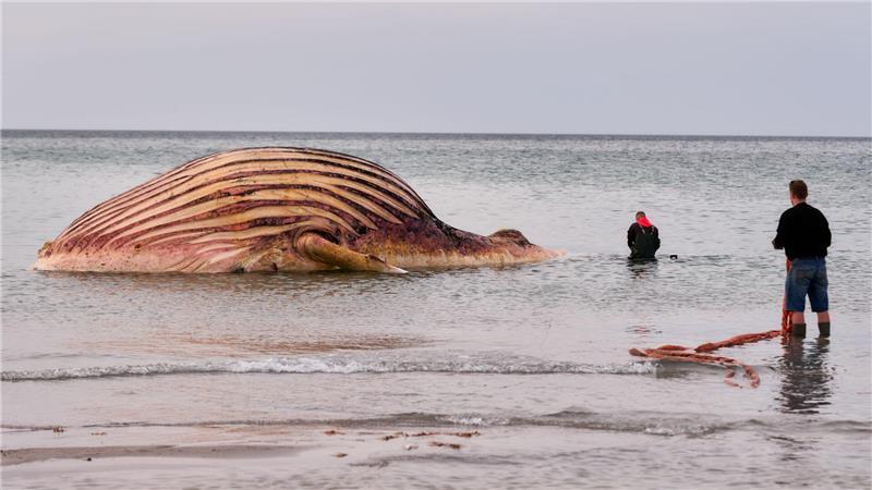 Der tote Wal liegt aufgebläht vor der dänischen Insel Anholt.