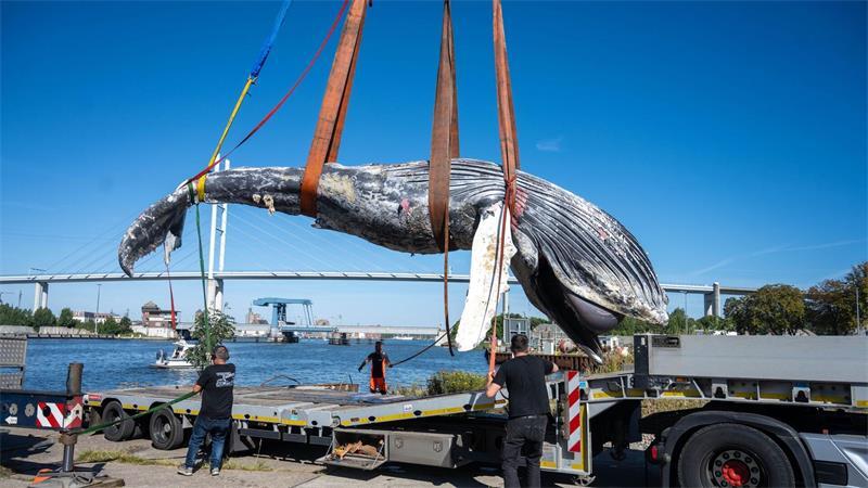 Der tote Wal vom Greifswalder Bodden wird aus dem Wasser geholt.