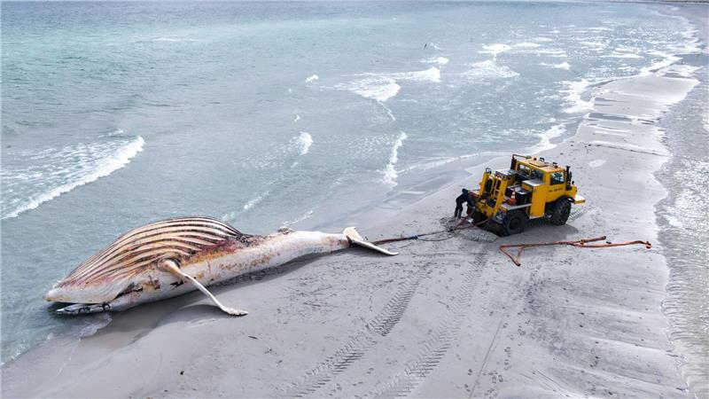 Der tote Wal wird an Land der dänischen Insel Anholt gezogen.