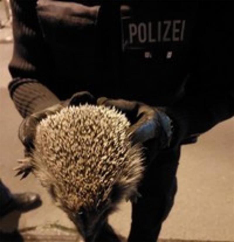 Der verängstigte Igel wurde durch die Bundespolizisten in „Schutzgewahrsam“ genommen.