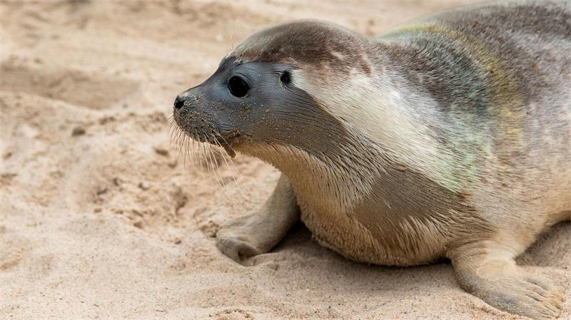Der verletzte Heuler soll später in die Seehundaufzuchtstation in Friedrichskoog gebracht werden. (Symbolbild)