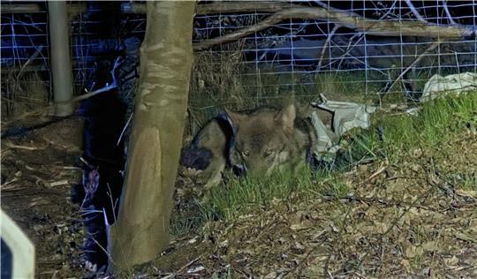 Der verletzte Wolf hat sich noch auf einen Grünstreifen zwischen Leitplanke und Wildschutzzaun geschleppt. (Symbolbild)