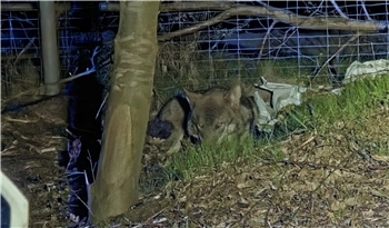 Der verletzte Wolf hat sich noch auf einen Grünstreifen zwischen Leitplanke und Wildschutzzaun geschleppt. (Symbolbild)