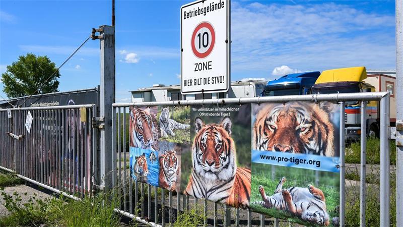 Der von dem Tiger angegriffene Pfleger ist gestorben. (Archivbild)