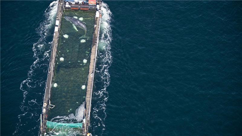 Der vor Poel aus dem flachen Wasser geborgene Buckelwal liegt in einem Transportschiff, das ihn in die Nordsee bringen soll.