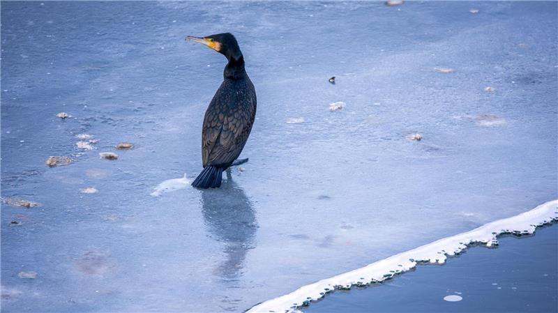 Der vorausgesagte Bestandsrückgang im südwestlichen Ostseeraum dürfte binnen weniger Jahre wieder ausgeglichen sein. (Archivbild)