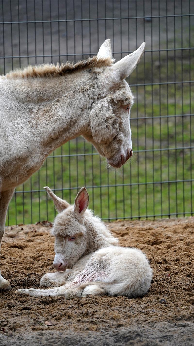 Der weiße Barockesel-Hengst ist in der Nacht zum Dienstag geboren worden. Foto: Wildpark Schwarze Berge
