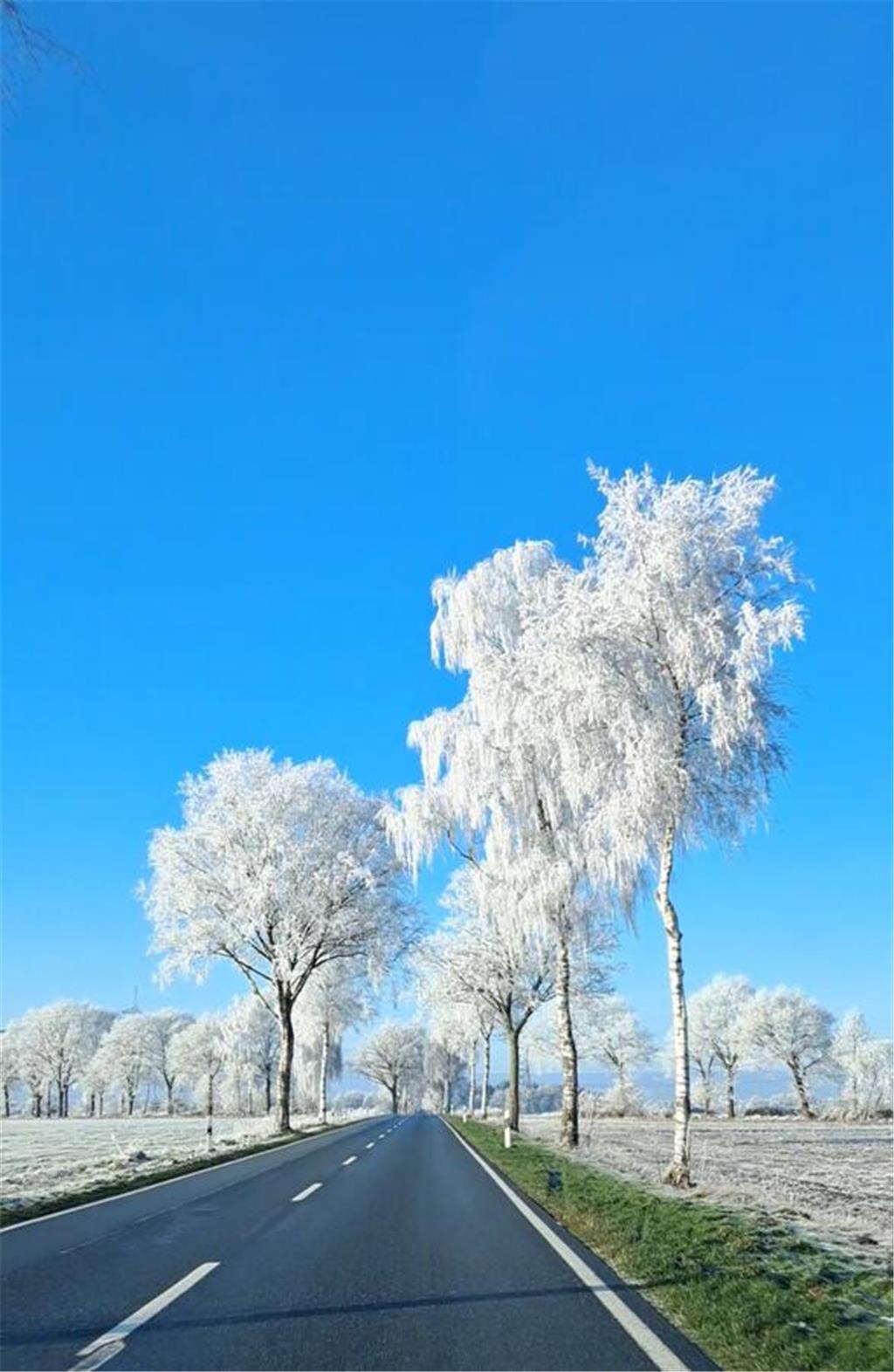 Der weiße Frost hat sich über Bäume und Wiesen in Bargstedt gelegt. Chistine G. ...