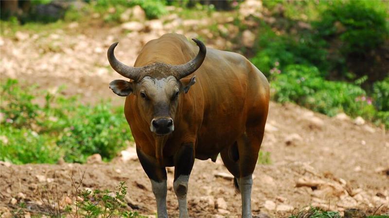 WWF-Bericht: Igeln geht es schlechter, Seeadlern besser Der weltweite Bestand des Banteng schrumpfte in den vergangenen 20 Jahren um mehr als 80 Prozent. (Handout)