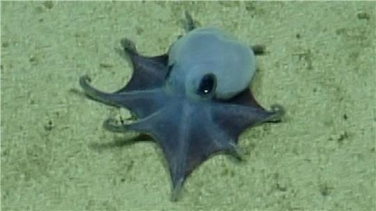 Der winzige blaue Oktopus ist in etwa so groß wie ein Golfball. 