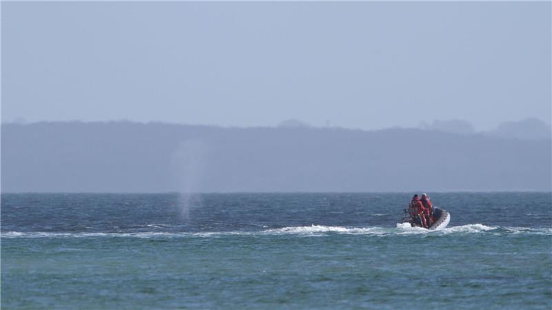 Der zeitweise vor Timmendorfer Strand gestrandete Buckelwal sorgte auch davor schon für Schlagzeilen.
