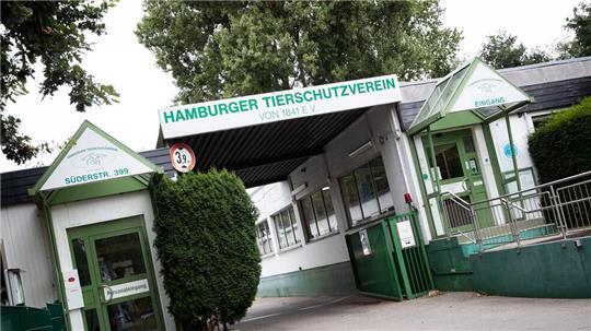 Der zurückgelassene Fisch mit dem Namen Gabriel schwimmt nun wohlauf im Hamburger Tierheim an der Süderstraße. (Archivbild)