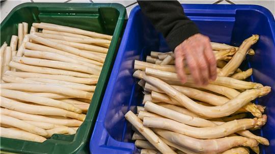 Derzeit bekommen Verbraucher Spargel so günstig wie sonst nicht in der Saison. (Archivbild)