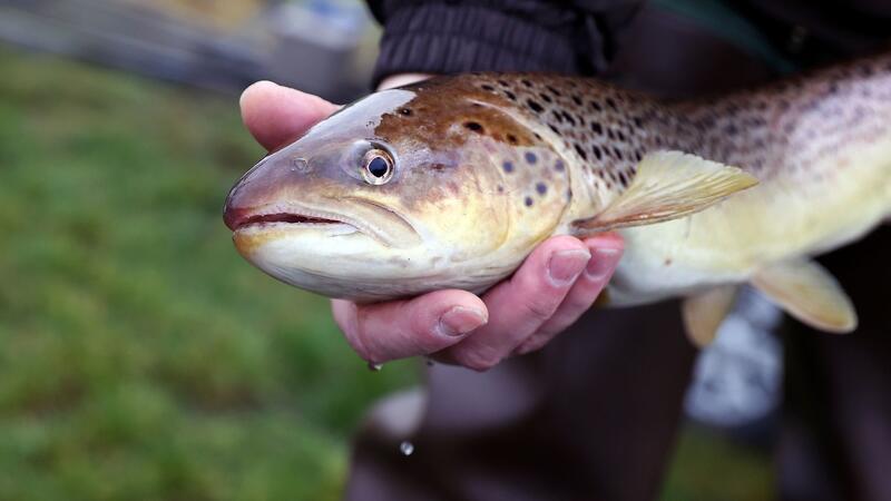 Derzeit gelten laut IGB 52 Prozent der einheimischen Süßwasserfischarten als „gefährdet“ oder bereits „ausgestorben oder verschollen“.