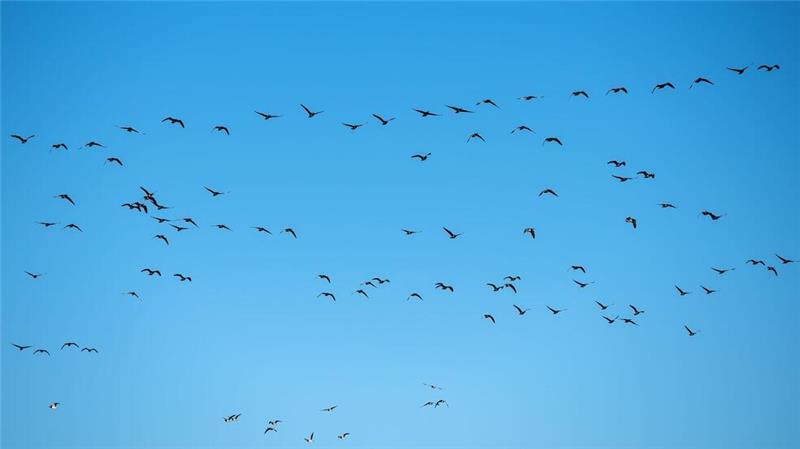 Erstmals Mensch in USA nach Vogelgrippe-Infektion gestorben Derzeit grassiert die größte je dokumentierte Vogelgrippewelle. (Symbolbild)