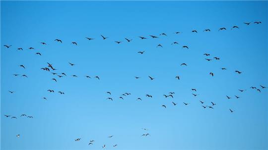 Derzeit grassiert die größte je dokumentierte Vogelgrippewelle. (Symbolbild)