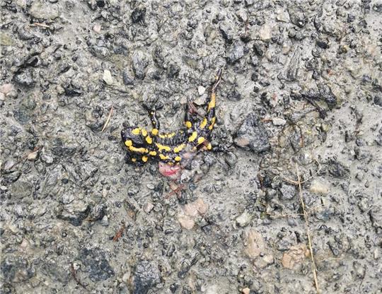Derzeit kein Einzelfall im Braken bei Harsefeld: ein durch Radfahrer überrollter Feuersalamander. Foto: Landesforsten, Lukas Pampe