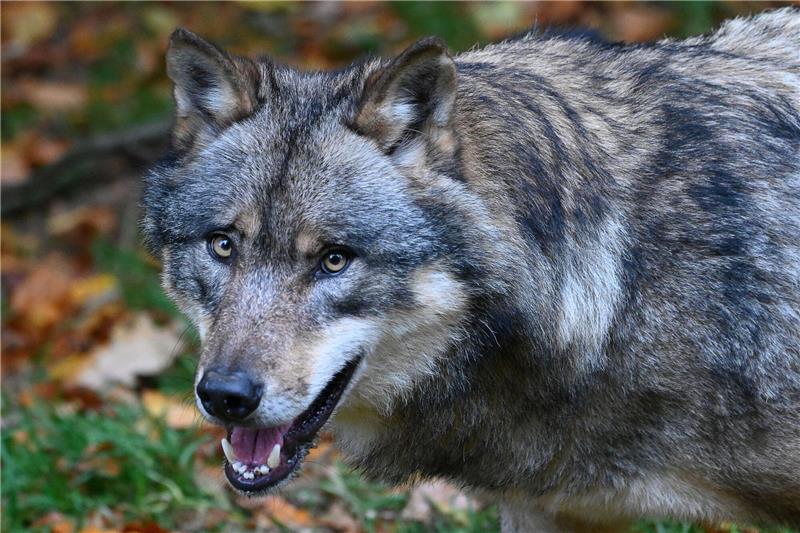 Derzeit leben etwa 400 Wölfe in Niedersachsen. Symbolfoto: dpa