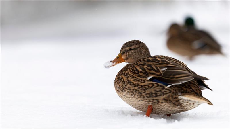 Derzeit müssen Wildtiere mit Eis und Schnee zurechtkommen. (Archivbild) 