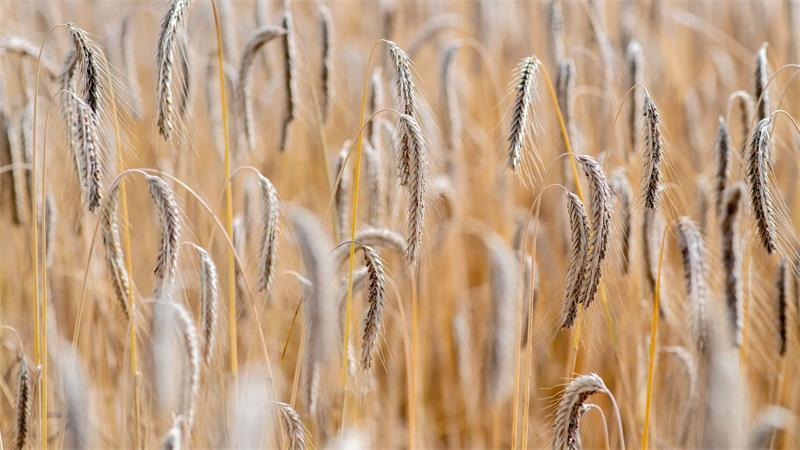 Frühe Ernte - Hitze verändert Weizenertrag Derzeit werden die letzten Flächen in Niedersachsen abgedroschen.