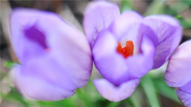 Schluss mit trübem Wetter: Am Mittwoch wird es sonnig im Kreis Stade Des einen Freud ist des anderen Leid: Wetterfühlige können sich an den Krokussen in Hamburg eher nicht erfreuen.