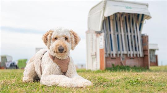 Designerhunde wie der Labradoodle erfreuen sich auch in Deutschland wachsender Beliebtheit. (Archivbild)