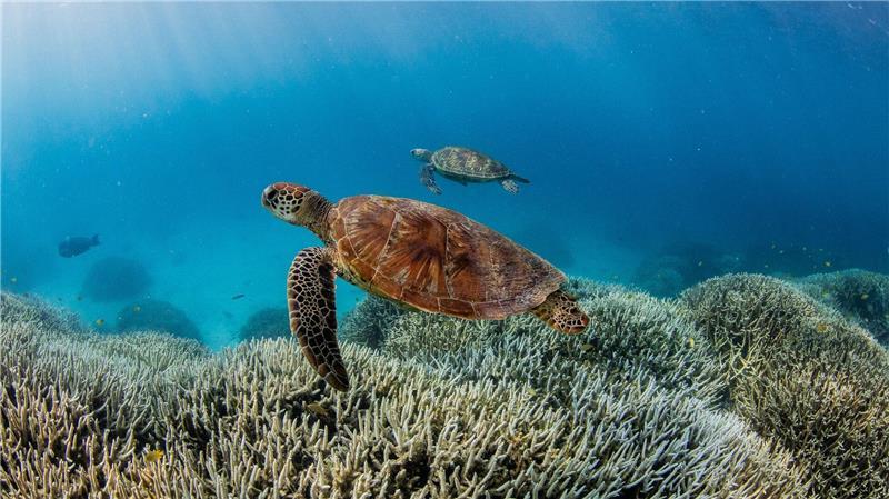 Deutlich erhöhte Wassertemperaturen führen immer häufiger zu Korallenbleichen. (Illustration)