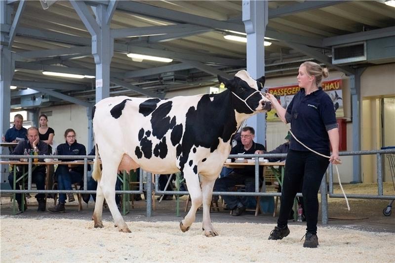 Deutsche Rinder sind im Ausland begehrt – hier zu sehen eine Rinderschau von Masterrind. Fotos: Masterrind/ Allwörden