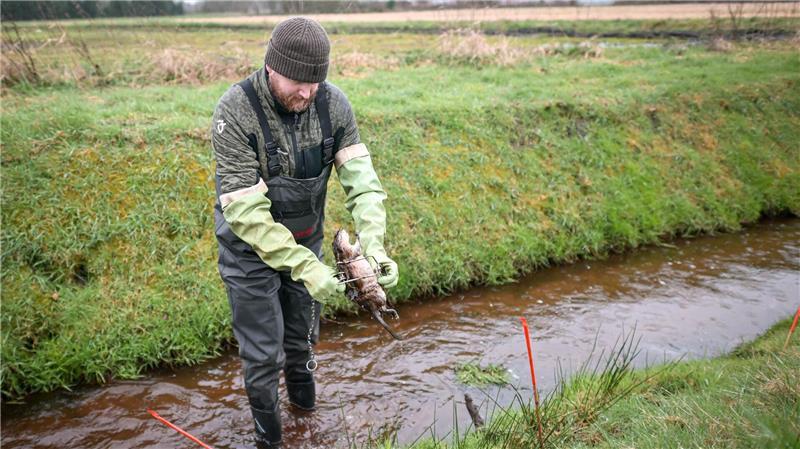 Deutsche und Niederländer sind im Grenzbereich auf der Suche nach Bisamen - hier Elmar Brinkhuis, Koordinator für Bisambekämpfung für die niederländische Waterschap Vechtstromen. 