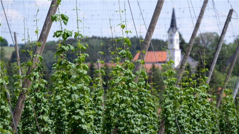 Deutschland wird wohl trotz der aktuellen Rodungen größter Hopfenanbauer bleiben. (Archivbild)