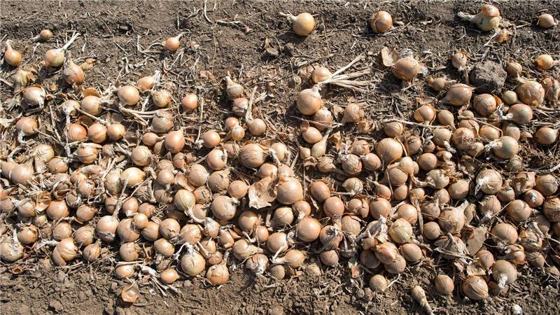 Deutschlands Gemüsebauern haben im vergangenen Jahr so viele Zwiebeln geerntet wie nie seit 1990. (Archivbild)