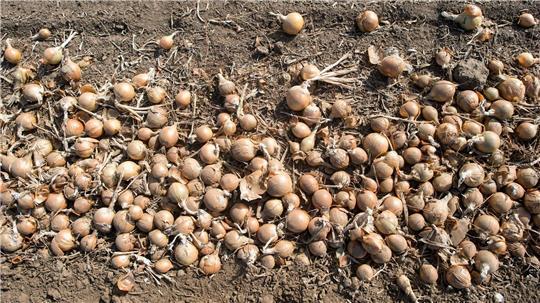 Deutschlands Gemüsebauern haben im vergangenen Jahr so viele Zwiebeln geerntet wie nie seit 1990. (Archivbild)