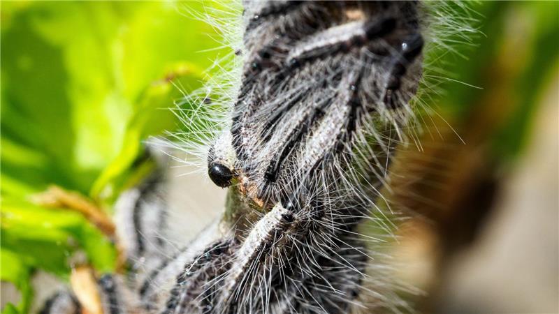 Deutschlandweit werden Maßnahmen gegen den Eichenprozessionsspinner ergriffen. (Archivbild)