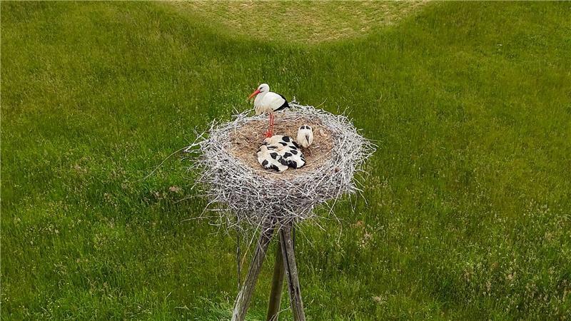 Dicht zusammengekuschelt und geduckt im Nest: Der Storchennachwuchs in Hamburg. 