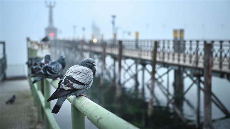 Dichter Nebel hängt über dem Bodensee: Tauben sitzen am Morgen auf dem Geländer am Hafen von Konstanz