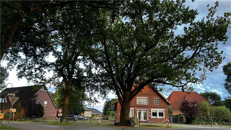 Die 20 Meter hohe Luthereiche ist im Wurzelbereich stark beschädigt. Die Gemeinde will dem ortsbildprägenden Baum wieder Luft verschaffen.