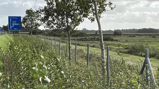 Die A27 ist nahezu komplett durch Wildschutzzäune geschützt. Trotzdem kann Wild auf die Fahrbahn gelangen. 