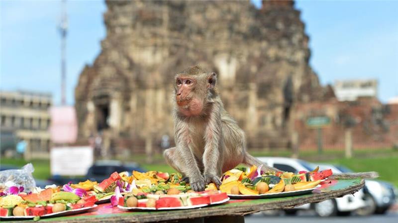 Die Affen speisen in einem alten Khmer-Tempel.