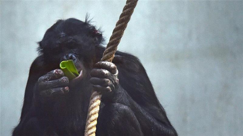 Die Affen waren zum Zeitpunkt der Landung in den Innenräumen der Anlage eingeschlossen. (Archivbild)