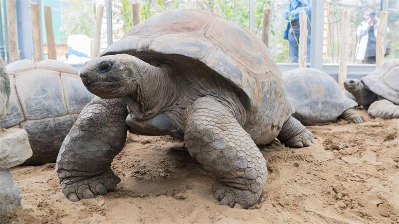 Die Aldabra-Riesenschildkröte zählt zu den größten Landschildkröten der Welt.
