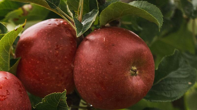Die Aldiamo-Äpfel der Züchtungsinitiative Niederelbe gibt es bei Aldi Süd.