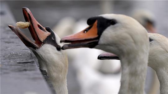 Die Alsterschwäne auf der Kleinen Alster bekommen Futter von Passanten. Die Vogelgrippe-Zahlen in Hamburg sind seit einigen Tagen nicht weiter angestiegen. Foto: Marcus Brandt/dpa