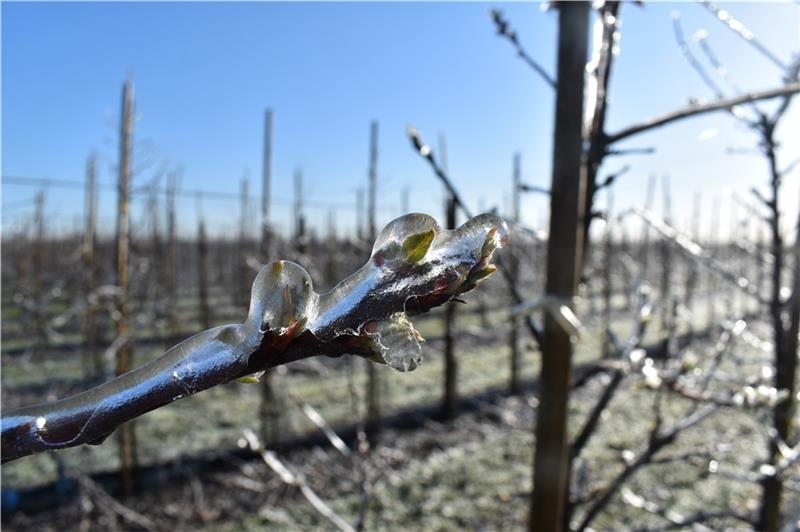Die Altländer Obstbauern setzen auf das Wärme-durch-Kälte-Prinzip. Die Erstarrungswärme und nicht der Eispanzer schützen die Blüte . Foto Vasel