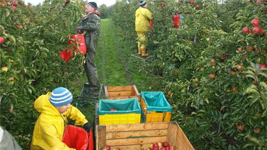 Die Altländer werden in diesem Jahr weniger Äpfel ernten.