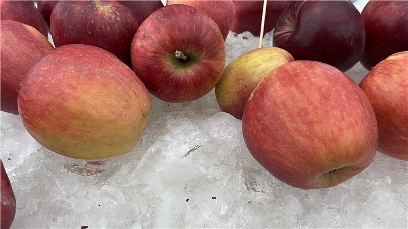 Die Altländer wollen ihre Äpfel mit Eis kühlen.